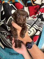 Tanner Blue Eyes, a male Shih Tzu and Shorkie for sale in Scottsdale, AZ – 2 of 9