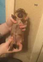 Ivy, a female Shorkie for sale in Scottsdale, AZ – Photo 5 of 5