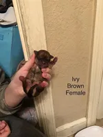 Ivy, a female Shorkie for sale in Scottsdale, AZ – Photo 3 of 5