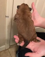 Ivy, a female Shorkie for sale in Scottsdale, AZ – Photo 2 of 5