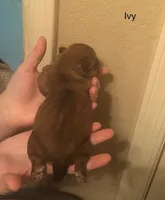 Ivy, a female Shorkie for sale in Scottsdale, AZ – Photo 4 of 5