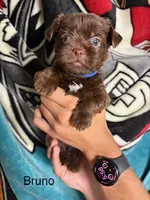 Bruno Blue Eyes, a male Shorkie for sale in Scottsdale, AZ – 3 of 10