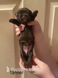 Tanner – Shorkie puppy for sale in Scottsdale, AZ