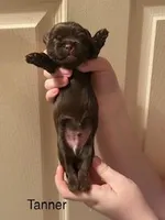 Tanner, a male Shorkie for sale in Scottsdale, AZ – Photo 1 of 3