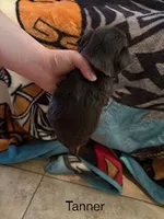 Tanner Blue Eyes, a male Shorkie for sale in Scottsdale, AZ – 4 of 10