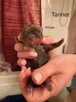 Tanner, a male Shorkie for sale in Scottsdale, AZ – Photo 3 of 3