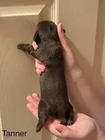 Tanner, a male Shorkie for sale in Scottsdale, AZ – Photo 2 of 3