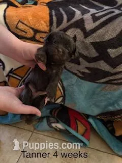 Tanner Blue Eyes – Shorkie puppy for sale in Scottsdale, AZ