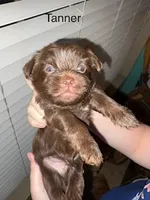 Tanner Blue Eyes, a male Shorkie for sale in Scottsdale, AZ – 5 of 10