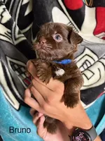 Bruno Blue Eyes, a male Shorkie for sale in Scottsdale, AZ – 6 of 10