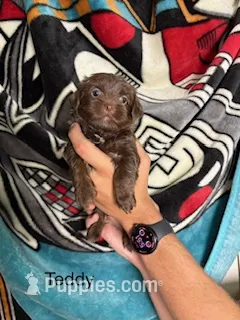 Teddy Blue Eyes – Shorkie puppy for sale in Scottsdale, AZ