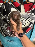 Teddy Blue Eyes, a male Yorkshire Terrier and Shorkie for sale in Scottsdale, AZ – 1 of 9