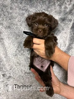 Tanner Blue Eyes – Shih Tzu, Shorkie puppy for sale in Scottsdale, AZ
