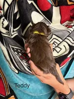 Teddy Blue Eyes, a male Yorkshire Terrier and Shorkie for sale in Scottsdale, AZ – 4 of 9