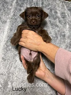 Lucky Blue Eyes – Shorkie puppy for sale in Scottsdale, AZ