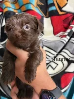 Tanner Blue Eyes, a male Shih Tzu and Shorkie for sale in Scottsdale, AZ – 3 of 9