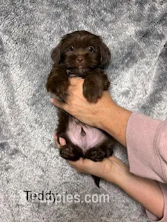 Teddy Blue Eyes – Yorkshire Terrier, Shorkie puppy for sale in Scottsdale, AZ