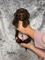 Teddy Blue Eyes, a male Shih Tzu and Yorkshire Terrier for sale in Scottsdale, AZ – 1 of 10