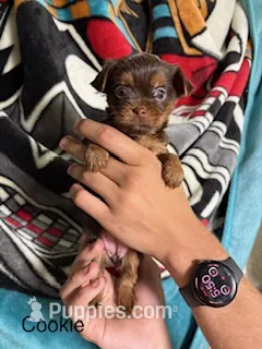 Cookie Blue Eyes – Shorkie puppy for sale in Scottsdale, AZ