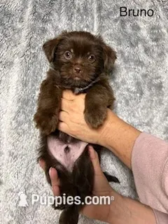 Bruno Blue Eyes, a male Shorkie for sale in Scottsdale, AZ – 1 of 10
