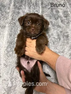 Bruno Blue Eyes – Shorkie puppy for sale in Scottsdale, AZ