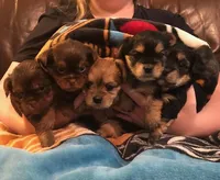 Enzo, a male Shorkie for sale in Scottsdale, AZ – Photo 5 of 10