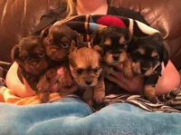 Enzo, a male Shorkie for sale in Scottsdale, AZ – Photo 3 of 10