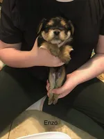 Enzo, a male Shorkie for sale in Scottsdale, AZ – Photo 1 of 10