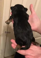 Enzo, a male Shorkie for sale in Scottsdale, AZ – Photo 7 of 10