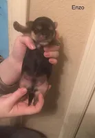 Enzo, a male Shorkie for sale in Scottsdale, AZ – Photo 9 of 10