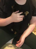 Enzo, a male Shorkie for sale in Scottsdale, AZ – Photo 2 of 10