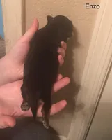 Enzo, a male Shorkie for sale in Scottsdale, AZ – Photo 10 of 10