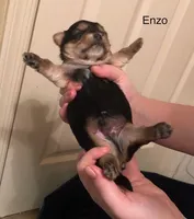 Enzo, a male Shorkie for sale in Scottsdale, AZ – Photo 6 of 10