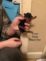 Enzo, a male Shorkie for sale in Scottsdale, AZ – Photo 8 of 10