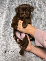 Bruno Blue Eyes, a male Shorkie for sale in Scottsdale, AZ – 4 of 10