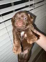 Bruno Blue Eyes, a male Shorkie for sale in Scottsdale, AZ – 2 of 8