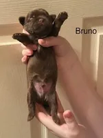 Bruno Blue Eyes, a male Shorkie for sale in Scottsdale, AZ – 6 of 8
