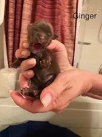 Ginger, a female Shorkie for sale in Scottsdale, AZ – Photo 3 of 3