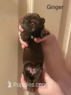 Ginger – Shorkie puppy for sale in Scottsdale, AZ