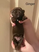 Ginger, a female Shorkie for sale in Scottsdale, AZ – Photo 1 of 3