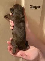 Ginger, a female Shorkie for sale in Scottsdale, AZ – Photo 2 of 3