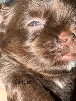 Ginger Blue Eyes, a female Shorkie for sale in Scottsdale, AZ – 2 of 8