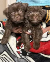 Bruno Blue Eyes, a male Shorkie for sale in Scottsdale, AZ – 10 of 10