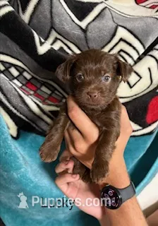 Lucky Blue Eyes – Shorkie puppy for sale in Scottsdale, AZ