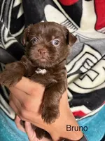 Bruno Blue Eyes, a male Shorkie for sale in Scottsdale, AZ – 5 of 10