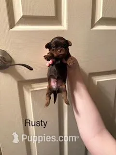 Rusty, a male Shorkie for sale in Scottsdale, AZ – Photo 1 of 5