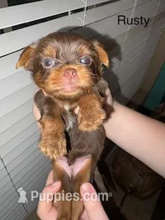 Rusty Blue Eyes – Shorkie puppy for sale in Scottsdale, AZ