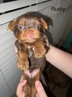 Rusty Blue Eyes, a male Shorkie for sale in Scottsdale, AZ – 1 of 8