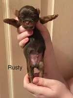 Rusty, a male Shorkie for sale in Scottsdale, AZ – Photo 3 of 5