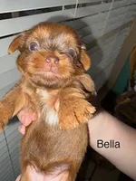 Bella Blue Eyes, a female Shorkie for sale in Scottsdale, AZ – 2 of 10